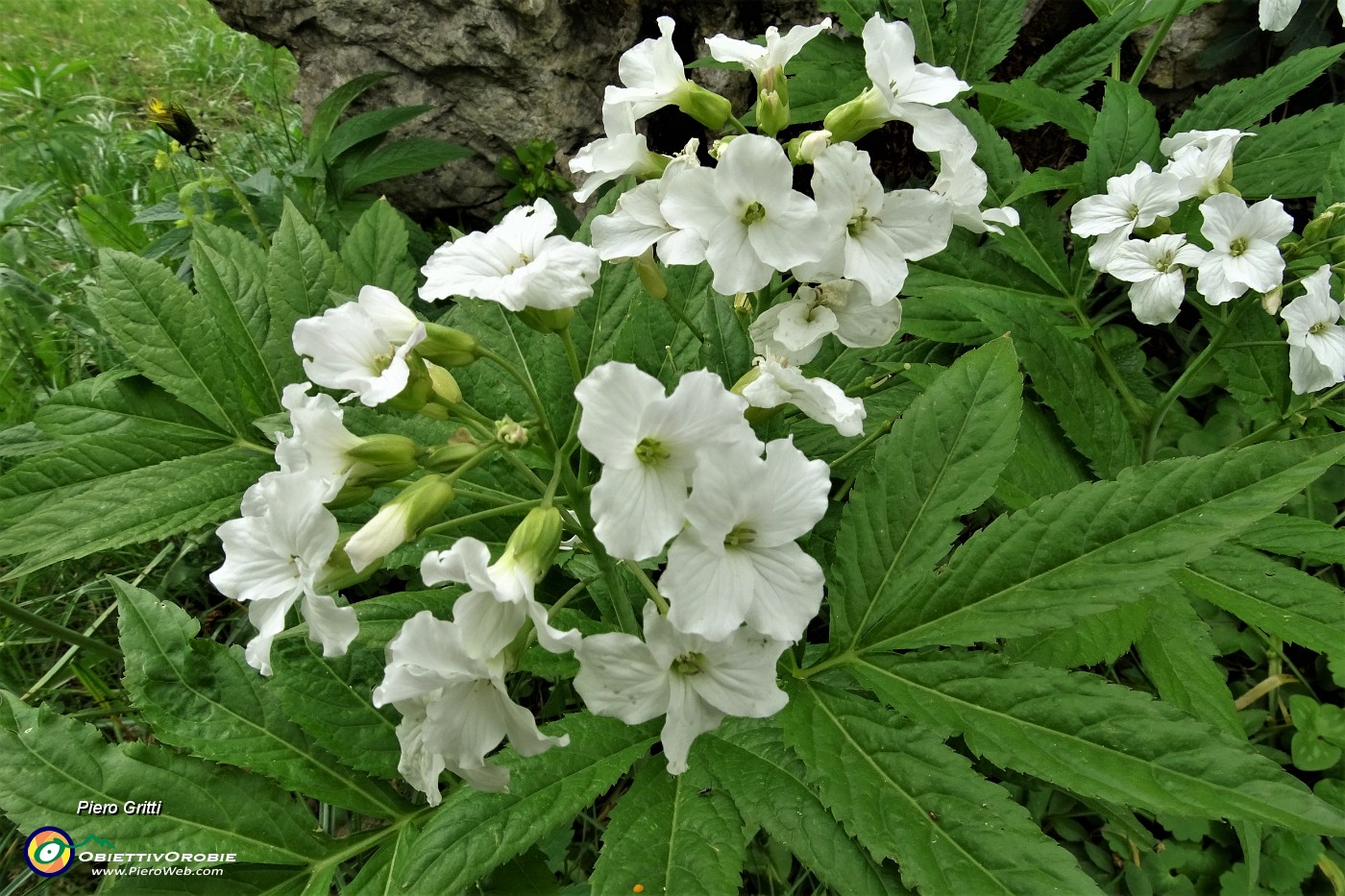 68 Belle bianche fioriture.JPG
